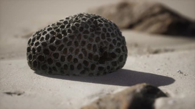 沙滩上的老珊瑚