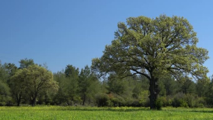 春季耕地4k视频大树自然风光