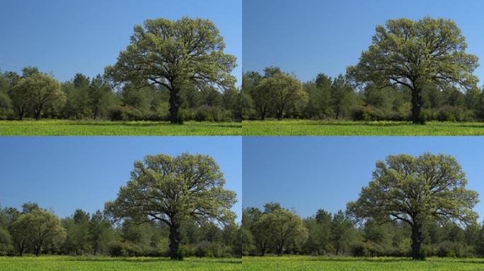 春季耕地4k视频大树自然风光