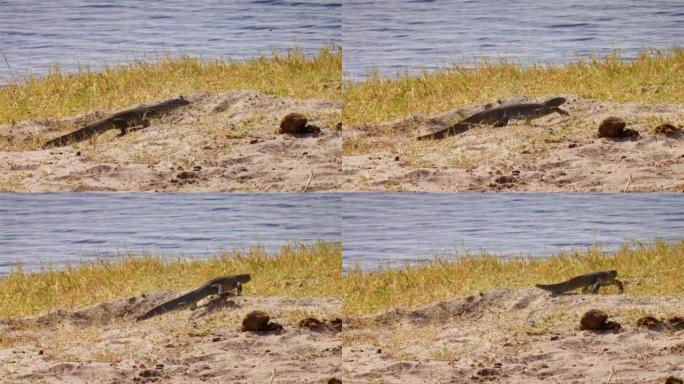 非洲水监测蜥蜴从河上行走