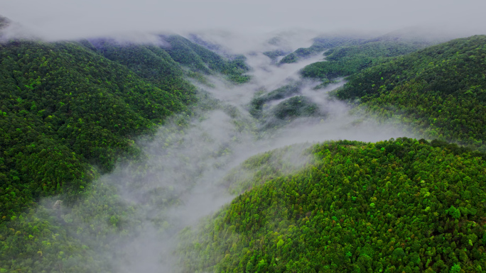 4K航拍原始森林大自然绿植雨后森林