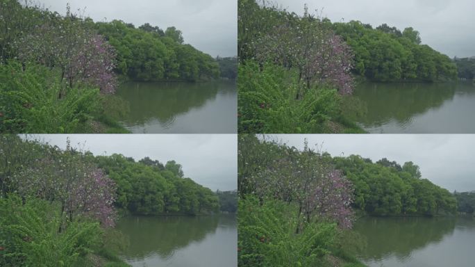 4K实拍，春天鲜花盛开的广州公园湖畔一角