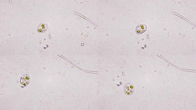 一种神奇的梨形微生物，液体培养基中有一个鞭毛。微观生物力学。在显微镜下在细胞水平上活生物体的生物力学