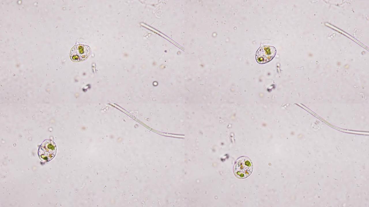 一种神奇的梨形微生物，液体培养基中有一个鞭毛。微观生物力学。在显微镜下在细胞水平上活生物体的生物力学