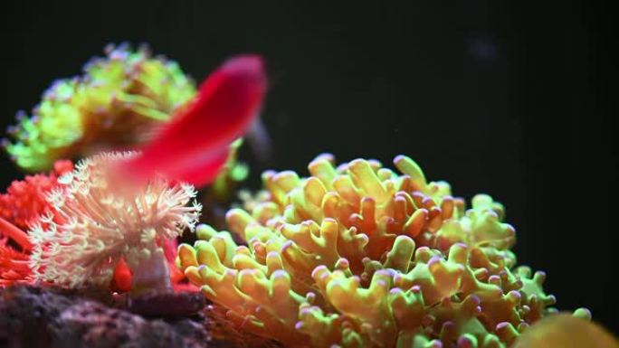 拥有美丽珊瑚的海洋水族馆
