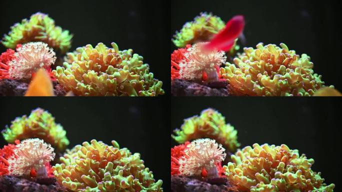 拥有美丽珊瑚的海洋水族馆