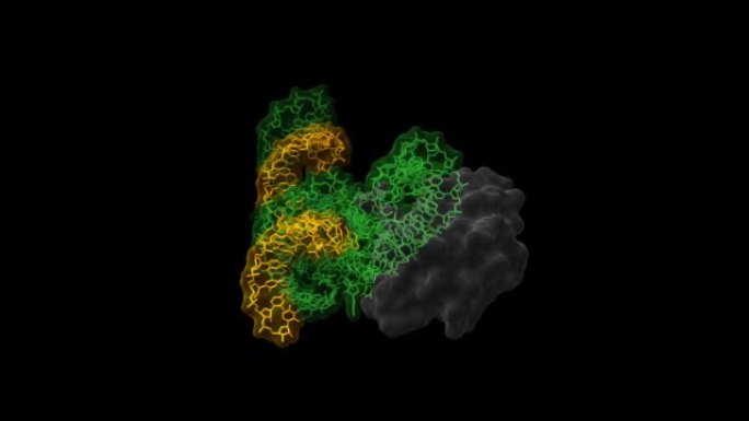 具有RNA抑制剂 (橙色) 和小核糖核蛋白 (蓝色) 催化活性构象的发夹核酶 (绿色) 的结构。
