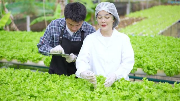 亚洲女性科学家和亚洲男性农民共同努力，在温室实验中检查水培植物中的有机蔬菜实验结果。