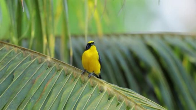 巴拿马黄冠幼发区一只黄色的鸟鸟生态鸟宣传