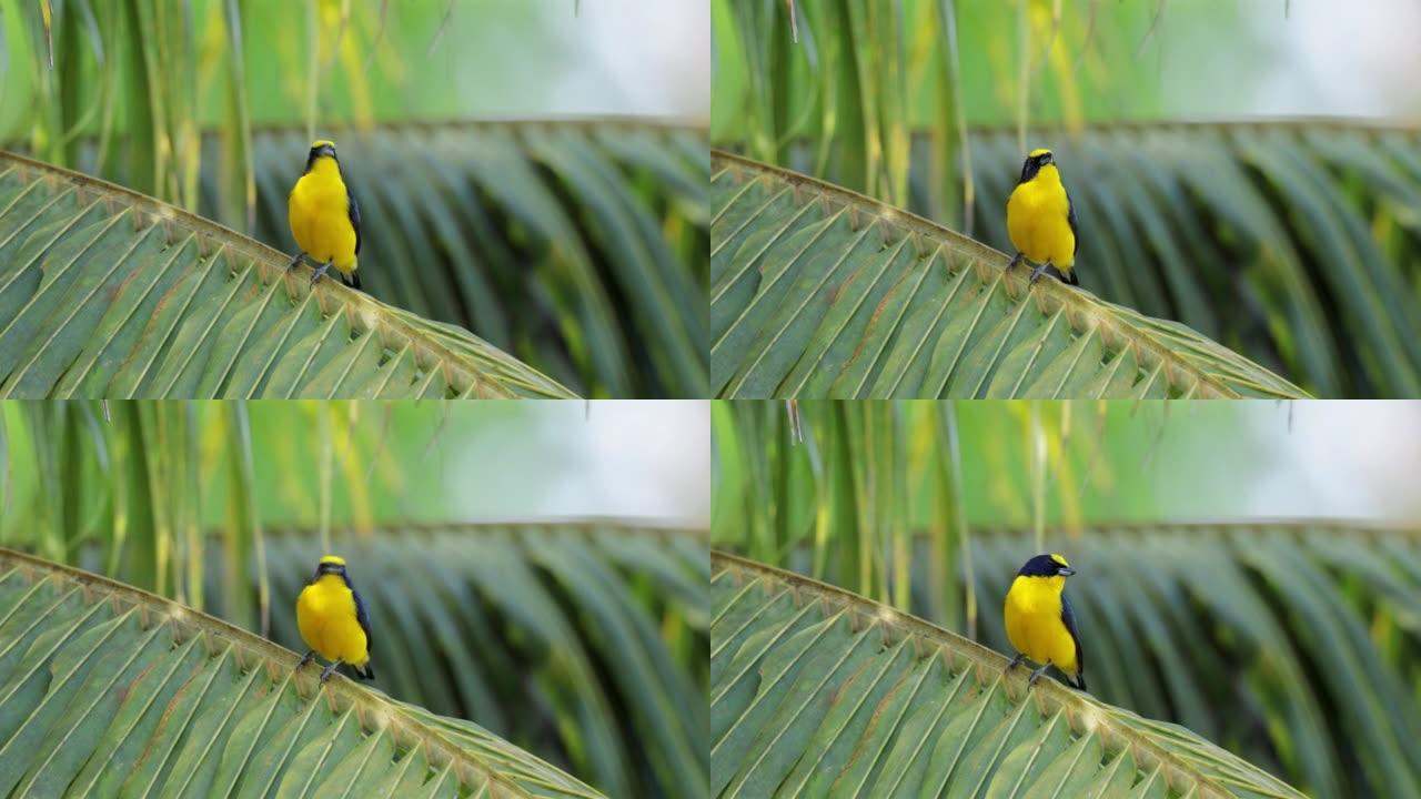 巴拿马黄冠幼发区一只黄色的鸟鸟生态鸟宣传