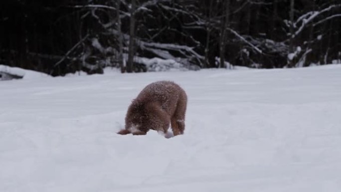 澳大利亚牧羊犬挖雪，将头降到雪堆中。