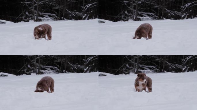 澳大利亚牧羊犬挖雪，将头降到雪堆中。