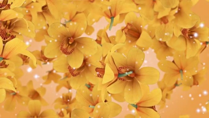 花卉兰花黄色背景循环视频