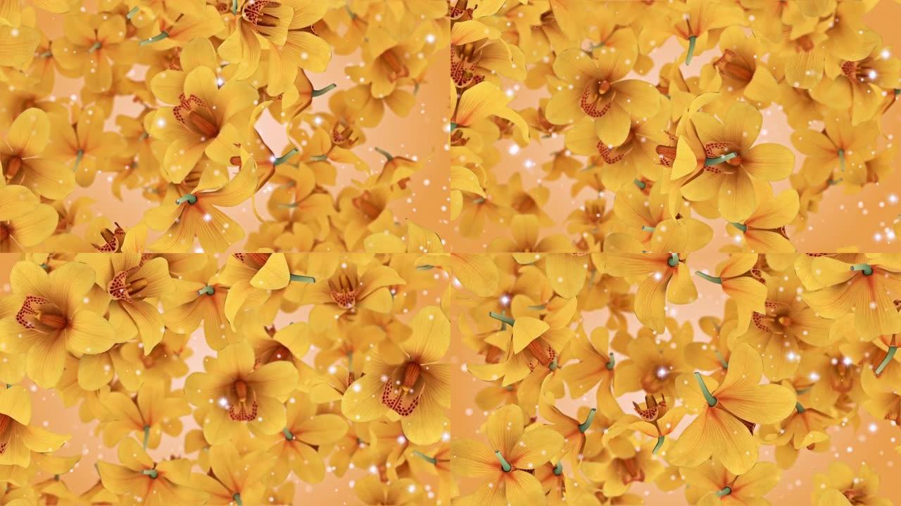 花卉兰花黄色背景循环视频