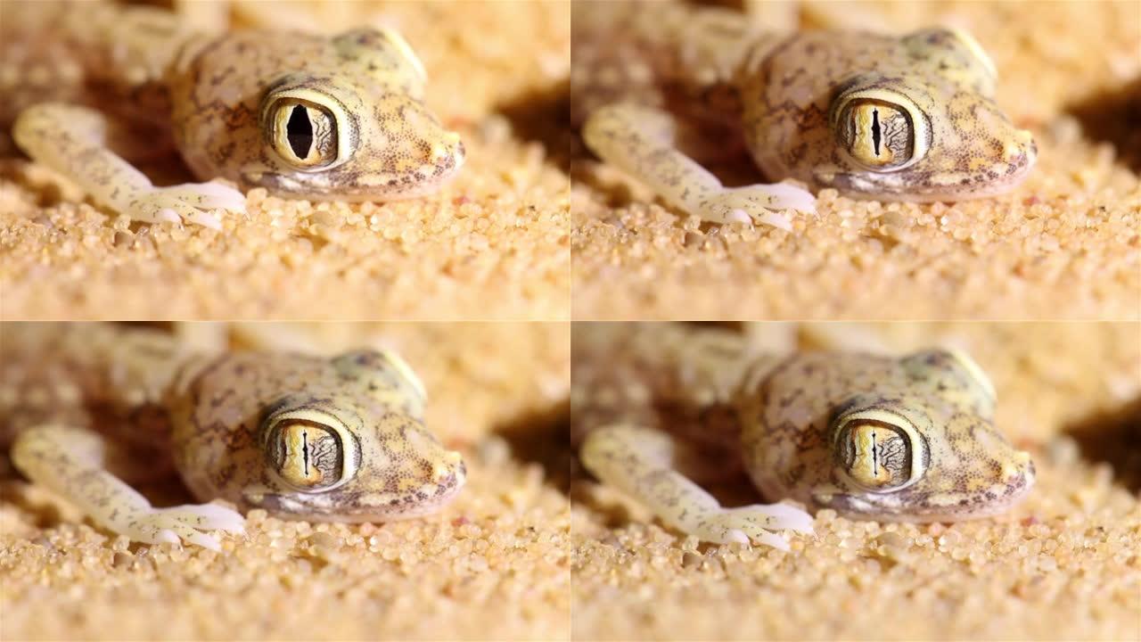 沙漠壁虎蜥蜴眼瞳移动和关闭