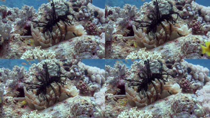 红海水下红珊瑚背景上的海百合。