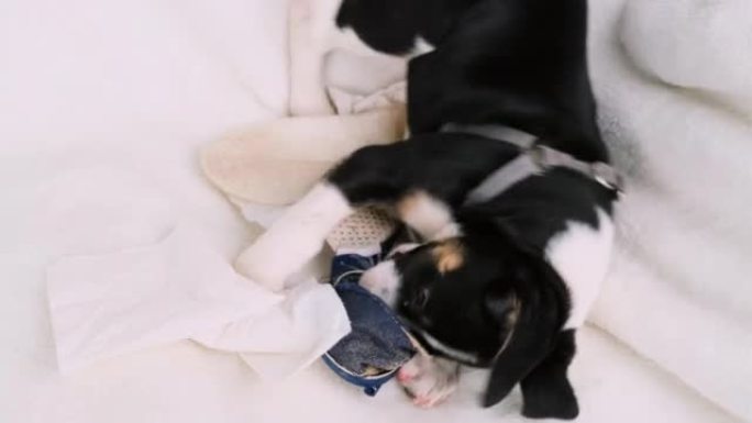 顽皮的小可爱狗独自在家，试图咬住躺在白色沙发上的玩具的蓝色拖鞋。