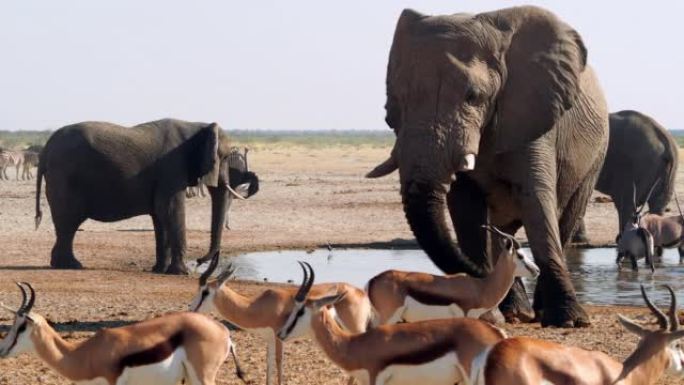 非洲纳米比亚北部的埃托沙国家公园，野生动物聚集在一个水坑周围