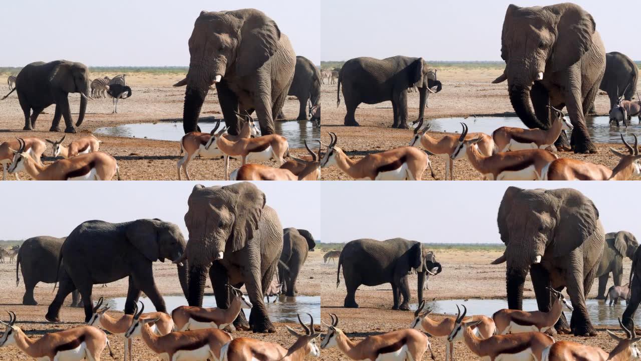 非洲纳米比亚北部的埃托沙国家公园，野生动物聚集在一个水坑周围