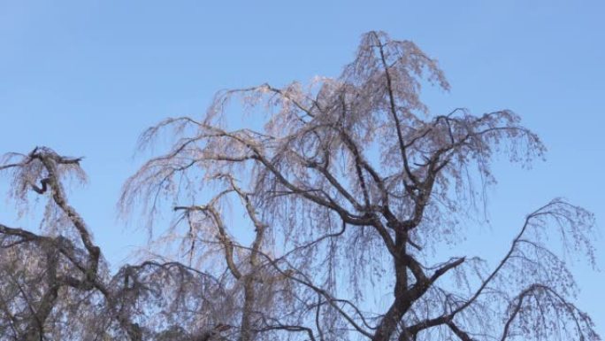日本多摩市清晨垂枝樱桃树。这棵树差不多200岁了。