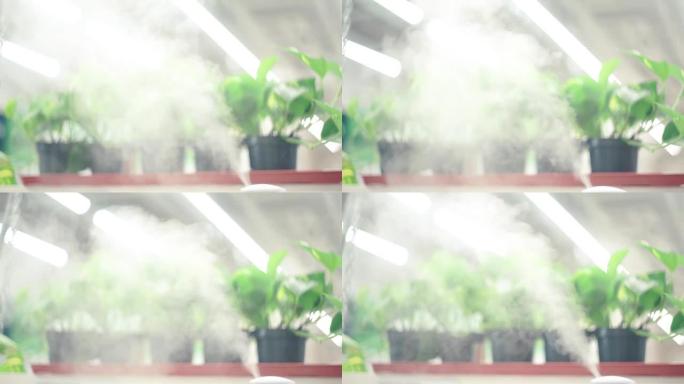 用电动加湿器对植物的空气加湿
