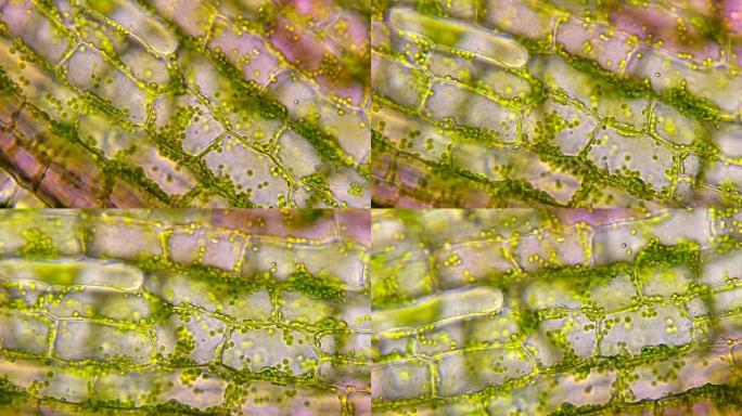 水植物叶细胞。显微镜放大40x