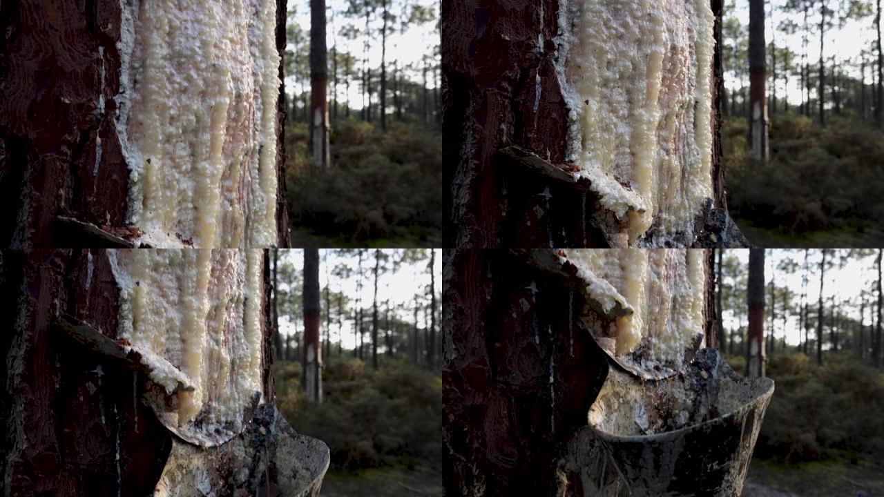 从松树树干中提取天然树脂