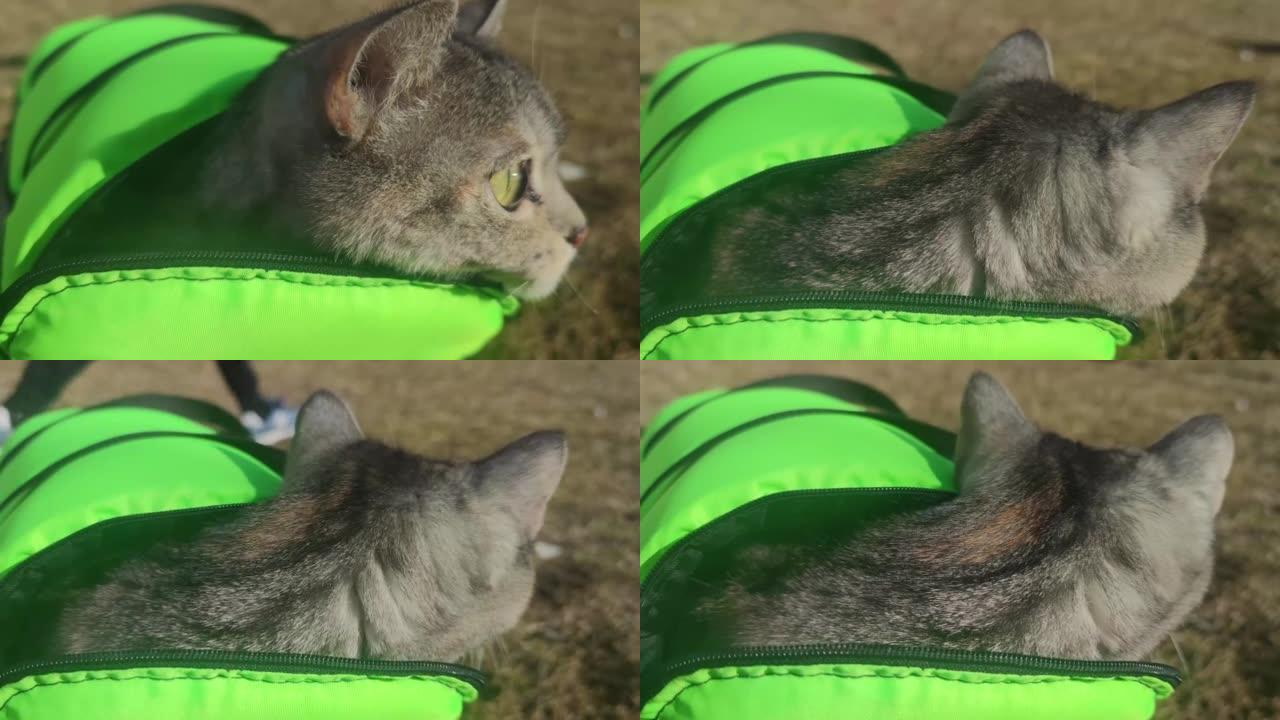 警笛声中，灰色美丽的猫在街上的绿色宠物载体中