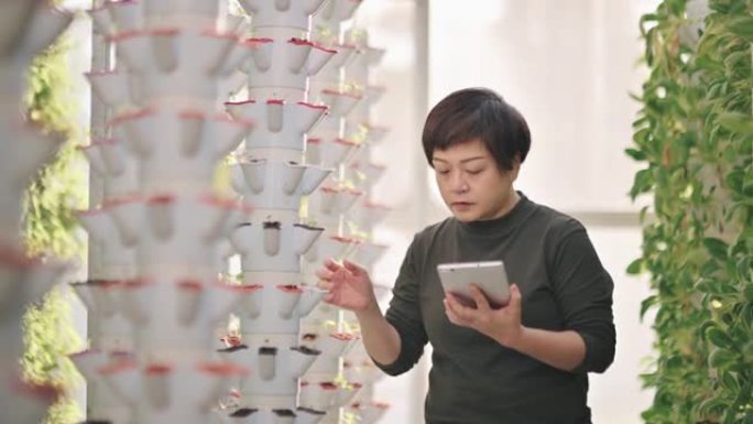 亚洲中国妇女在温室水培垂直农场生态系统中检查植物与数字平板电脑的比较日期