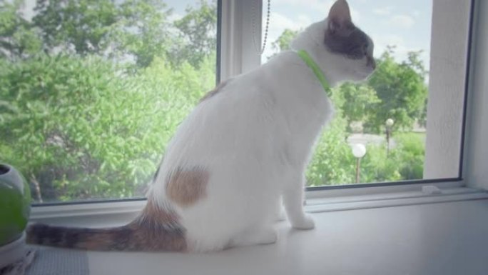 皮毛上有多色斑点的白猫坐在敞开的窗户的窗台上洗，相机跟踪