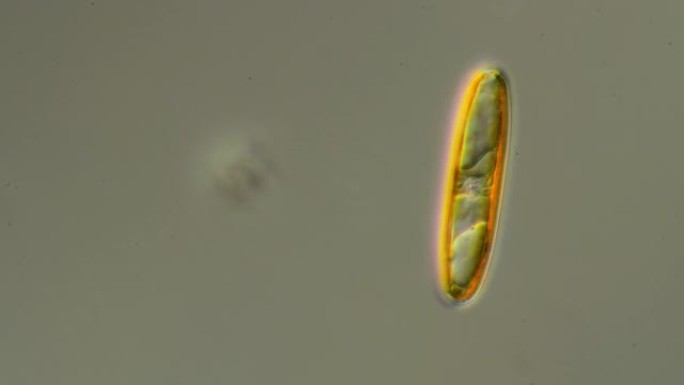 硅藻显微镜