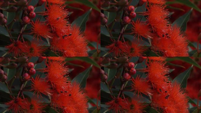 红色桉树开花，有澳大利亚本土蜜蜂