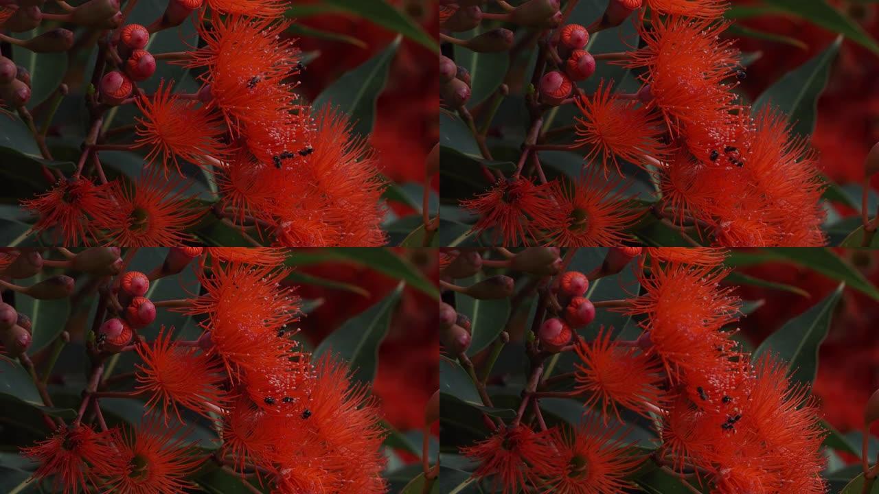 红色桉树开花，有澳大利亚本土蜜蜂
