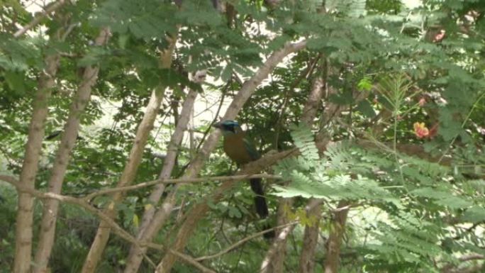 含羞草树枝上的热带蓝鸟。和平平静的生活、度假和旅游。