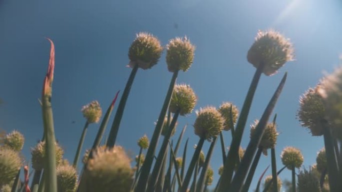 大葱的花蕾在风中摇摆，在蜜蜂飞翔的晴天。在花园里种葱。农业概念。耀斑透镜
