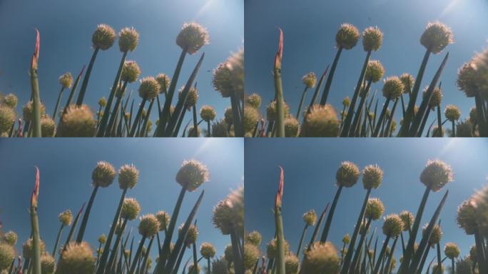 大葱的花蕾在风中摇摆，在蜜蜂飞翔的晴天。在花园里种葱。农业概念。耀斑透镜