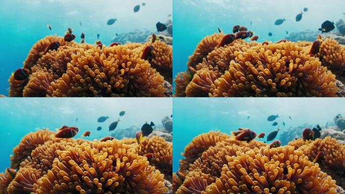 马尔代夫有海葵和小丑鱼的珊瑚礁