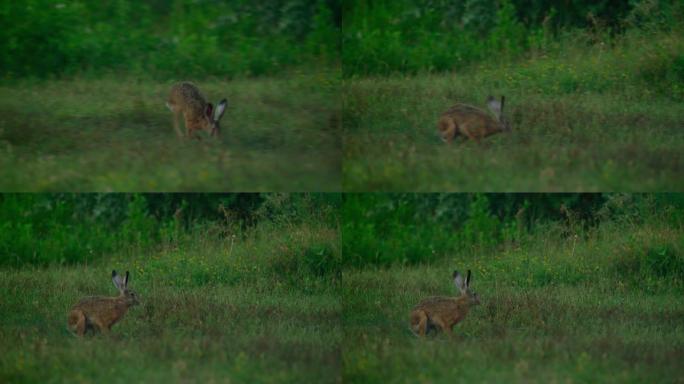 野兔 (Lepus europaeus)。野兔的特征是耳朵更长 (9-14厘米)。