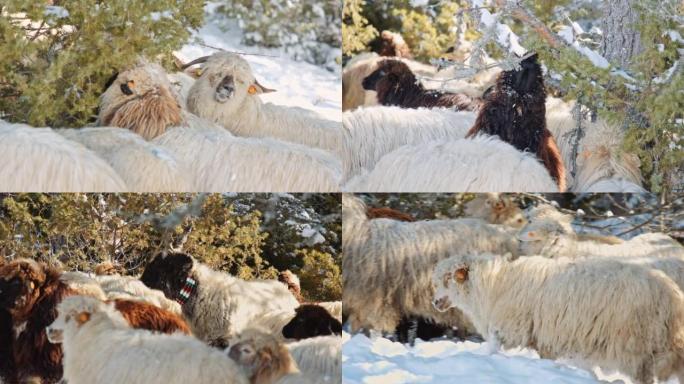 羊养殖。一群羊在山上被雪覆盖的牧场上吃草。3剪辑包。