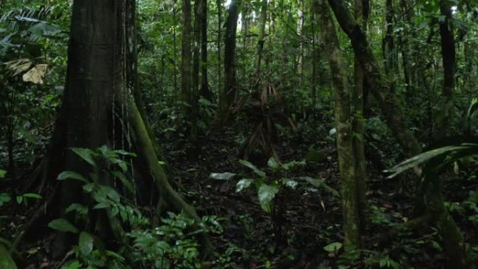 典型的亚马逊森林景观，大树根和枯叶