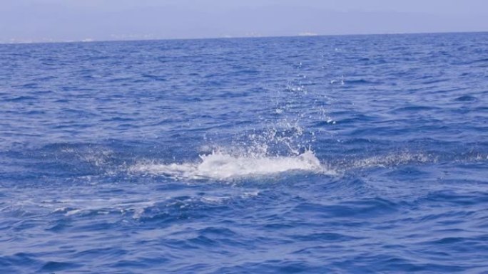 旋转海豚跳跃和旋转多次。