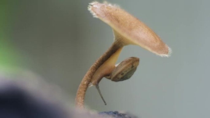 蜗牛匍匐在伞菌上。自然界中蜗牛的记录。腹足纲软体动物特写高清视频