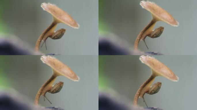 蜗牛匍匐在伞菌上。自然界中蜗牛的记录。腹足纲软体动物特写高清视频