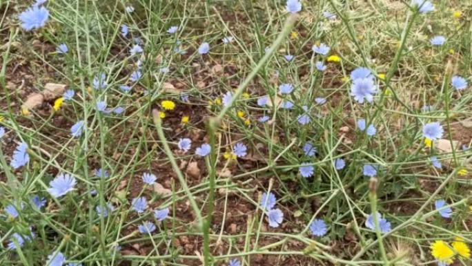 普通菊苣 (Cichorium intybus)