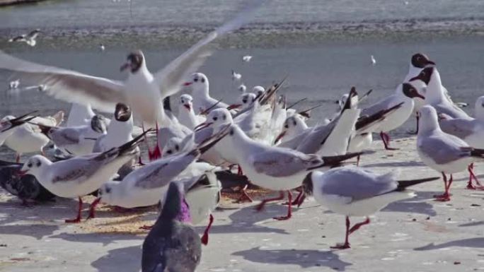 海鸟在海边的水泥地板上吃饭