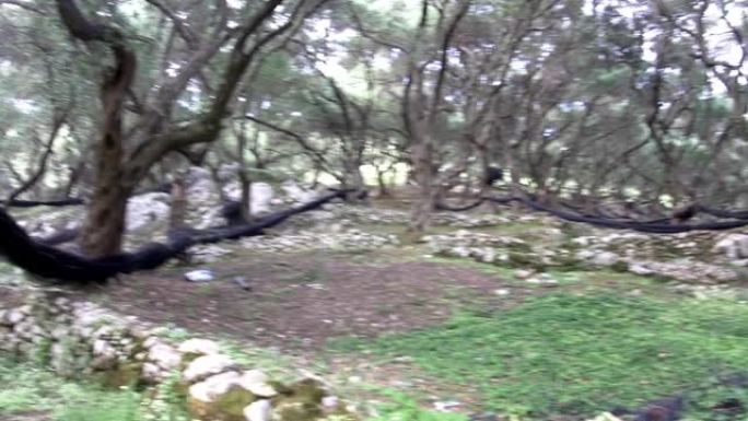 采摘时将需要森林旧的橄榄树干，它们是链接的网