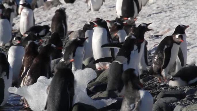 Gentoo企鹅在南极洲附近蜂拥而至