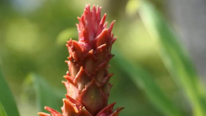 红姜花特写镜头，传统药用植物，自然视频
