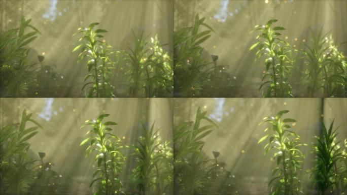 夏日清晨河上的雾