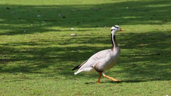 Bar头鹅，Anser indicus是世界上飞行最高的鸟类之一，在德国慕尼黑的英吉利花园中可以看到